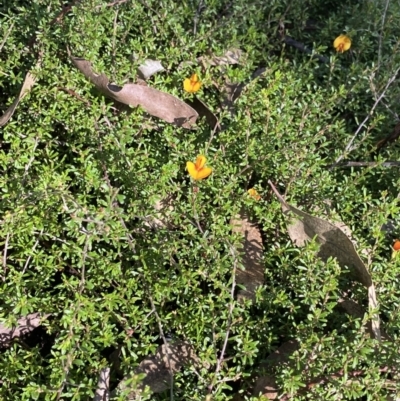 Pultenaea microphylla (Egg and Bacon Pea) at Bungonia National Park - 11 Apr 2022 by Ned_Johnston