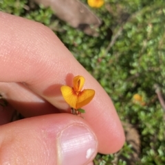 Pultenaea microphylla at Bungonia, NSW - 11 Apr 2022 11:44 AM