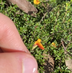 Pultenaea microphylla at Bungonia, NSW - 11 Apr 2022