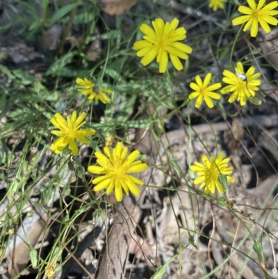 Crepis capillaris (Smooth Hawksbeard) at Bungonia, NSW - 11 Apr 2022 by NedJohnston