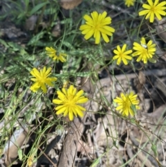 Crepis capillaris (Smooth Hawksbeard) at Bungonia, NSW - 11 Apr 2022 by Ned_Johnston