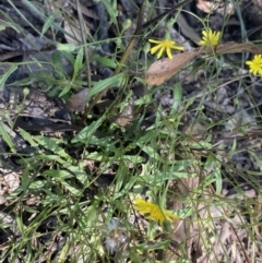 Crepis capillaris at Bungonia, NSW - 11 Apr 2022