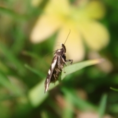 Cosmopterigidae (family) (Unidentified Cosmopterigid moth) at Mongarlowe, NSW - 10 Apr 2022 by LisaH
