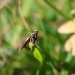 Cosmopterigidae (family) at Mongarlowe, NSW - suppressed