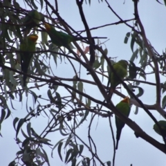 Polytelis swainsonii (Superb Parrot) at Hughes, ACT - 10 Apr 2022 by LisaH