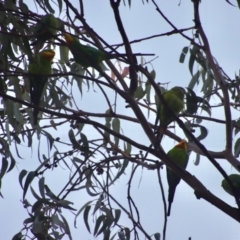 Polytelis swainsonii (Superb Parrot) at Hughes, ACT - 11 Apr 2022 by LisaH