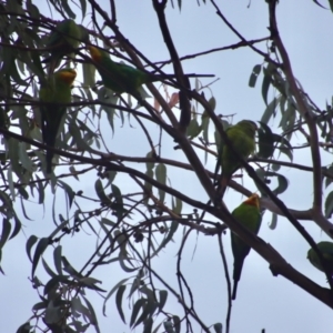 Polytelis swainsonii at Hughes, ACT - 11 Apr 2022