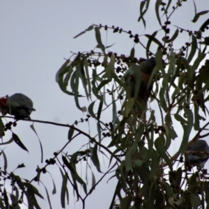 Callocephalon fimbriatum at Hughes, ACT - suppressed