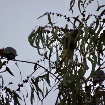 Callocephalon fimbriatum (Gang-gang Cockatoo) at Hughes Grassy Woodland - 10 Apr 2022 by LisaH