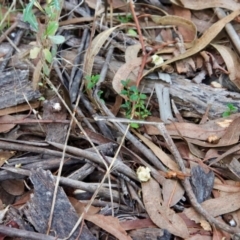 Callocephalon fimbriatum at Hughes, ACT - 11 Apr 2022