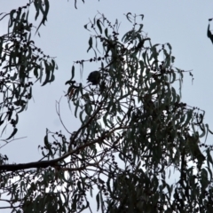 Callocephalon fimbriatum at Hughes, ACT - suppressed