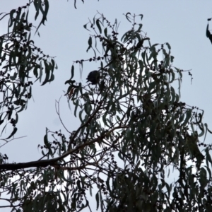 Callocephalon fimbriatum at Hughes, ACT - 11 Apr 2022