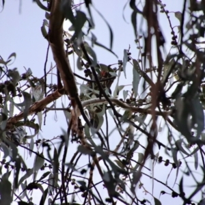 Callocephalon fimbriatum at Hughes, ACT - 11 Apr 2022