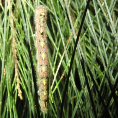 Lasiocampidae (family) IMMATURE (ALappet or Snout Moth (Lasiocampidae) at Kambah, ACT - 11 Apr 2022 by HelenCross