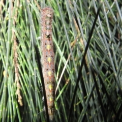 Lasiocampidae (family) immature at Kambah, ACT - 11 Apr 2022 09:12 PM