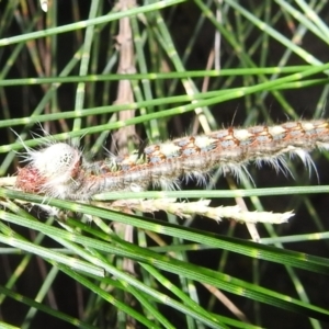 Lasiocampidae (family) immature at Kambah, ACT - 11 Apr 2022 09:12 PM