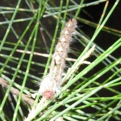 Lasiocampidae (family) immature at Kambah, ACT - 11 Apr 2022 09:12 PM