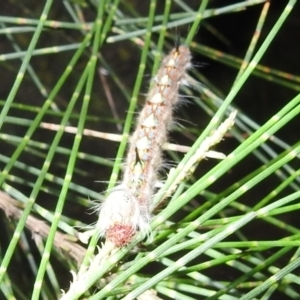 Lasiocampidae (family) immature at Kambah, ACT - 11 Apr 2022 09:12 PM