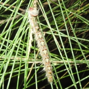 Lasiocampidae (family) immature at Kambah, ACT - 11 Apr 2022 09:12 PM