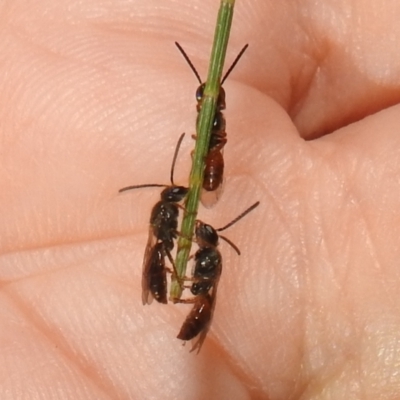 Lasioglossum (Homalictus) sp. (genus & subgenus) (Furrow Bee) at Lions Youth Haven - Westwood Farm A.C.T. - 11 Apr 2022 by HelenCross