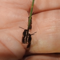 Lasioglossum (Homalictus) sp. (genus & subgenus) at Kambah, ACT - 11 Apr 2022 09:15 PM