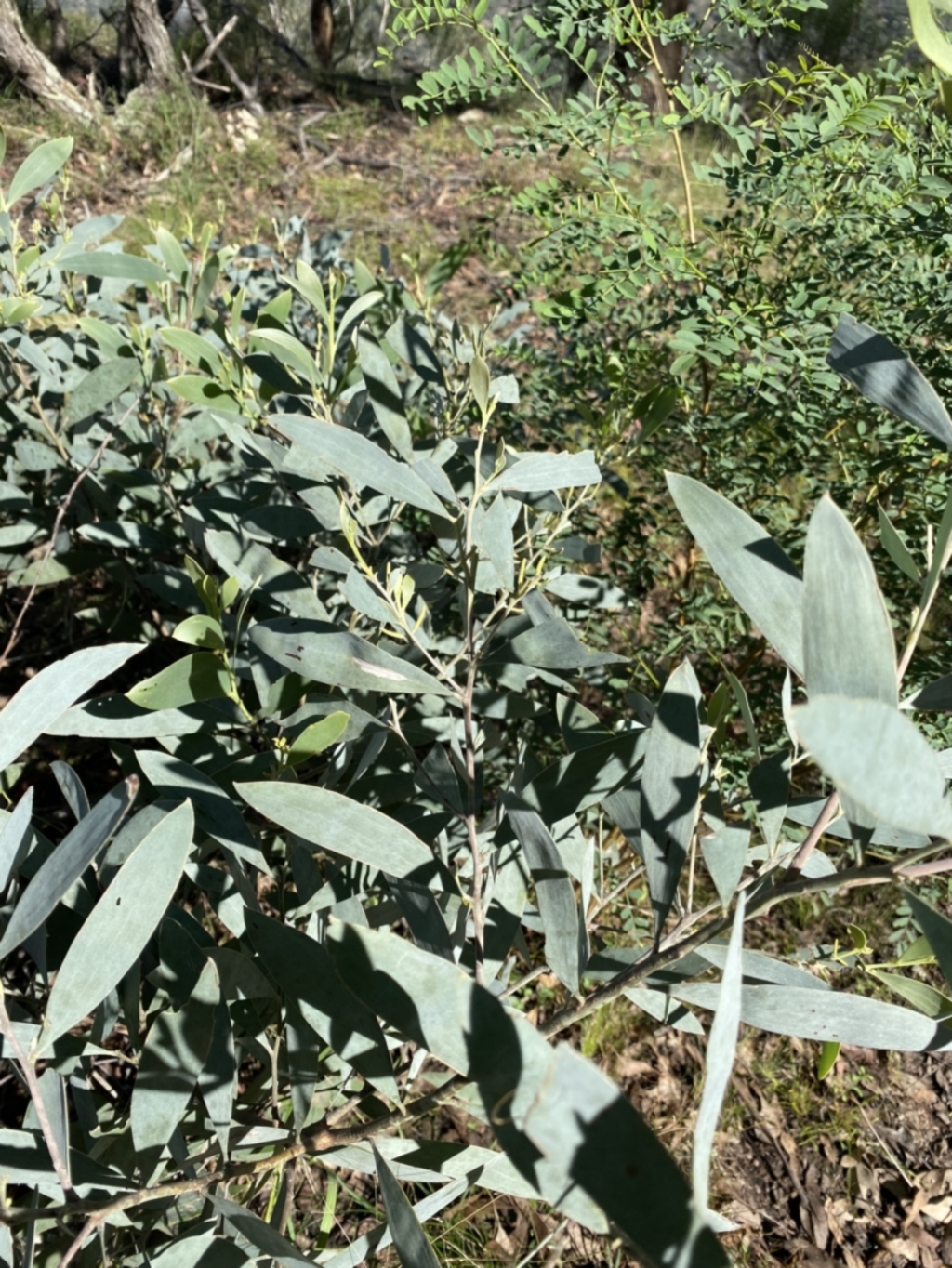 Acacia binervia at Bungonia, NSW - 11 Apr 2022