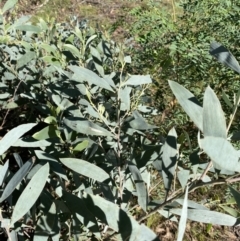 Acacia binervia (Coastal Myall, Kai'arrewan) at Bungonia, NSW - 11 Apr 2022 by Ned_Johnston
