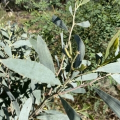 Acacia binervia at Bungonia, NSW - 11 Apr 2022