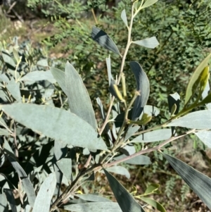 Acacia binervia at Bungonia, NSW - 11 Apr 2022 01:00 PM