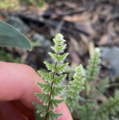 Cheilanthes distans (Bristly Cloak Fern) at Bungonia National Park - 11 Apr 2022 by Ned_Johnston