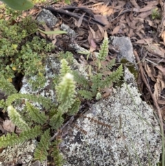 Cheilanthes distans at Bungonia, NSW - 11 Apr 2022 12:58 PM