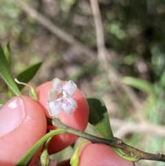 Myoporum montanum (Western Boobialla, Water Bush) at Bungonia National Park - 11 Apr 2022 by Ned_Johnston