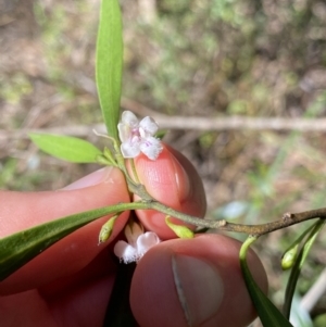 Myoporum montanum at Bungonia, NSW - 11 Apr 2022