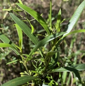 Myoporum montanum at Bungonia, NSW - 11 Apr 2022