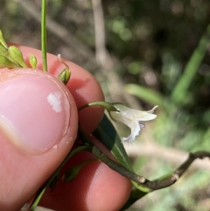 Myoporum montanum at Bungonia, NSW - 11 Apr 2022