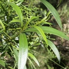 Myoporum montanum at Bungonia, NSW - 11 Apr 2022