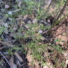 Vittadinia cuneata (Fuzzweed, New Holland Daisy) at Bungonia, NSW - 11 Apr 2022 by NedJohnston