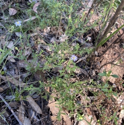 Vittadinia cuneata (Fuzzweed, New Holland Daisy) at Bungonia, NSW - 11 Apr 2022 by NedJohnston