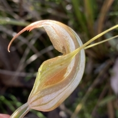 Diplodium ampliatum (Large Autumn Greenhood) at Bungonia, NSW - 11 Apr 2022 by NedJohnston