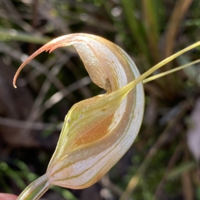 Diplodium ampliatum (Large Autumn Greenhood) at Bungonia, NSW - 11 Apr 2022 by NedJohnston