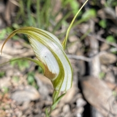 Diplodium ampliatum at Bungonia, NSW - 11 Apr 2022