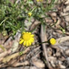 Senecio madagascariensis (Madagascan Fireweed, Fireweed) at Bungonia, NSW - 11 Apr 2022 by NedJohnston