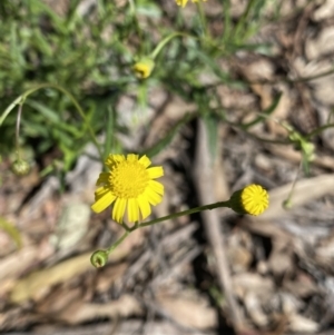 Senecio madagascariensis at Bungonia, NSW - 11 Apr 2022