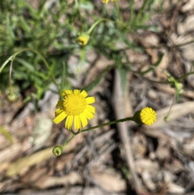 Senecio madagascariensis (Madagascan Fireweed, Fireweed) at Bungonia, NSW - 11 Apr 2022 by Ned_Johnston