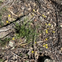 Senecio madagascariensis at Bungonia, NSW - 11 Apr 2022