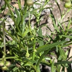 Senecio madagascariensis at Bungonia, NSW - 11 Apr 2022 12:49 PM