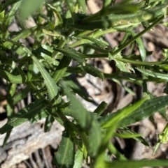 Senecio madagascariensis at Bungonia, NSW - 11 Apr 2022 12:49 PM