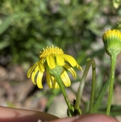 Senecio madagascariensis at Bungonia, NSW - 11 Apr 2022