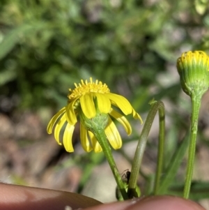 Senecio madagascariensis at Bungonia, NSW - 11 Apr 2022 12:49 PM