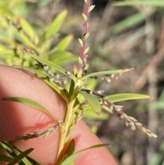 Leucopogon affinis (Lance Beard-heath) at Bungonia National Park - 11 Apr 2022 by Ned_Johnston